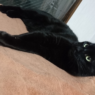 この子にも幸せを。イケメンで凄い甘えん坊なトラ君。