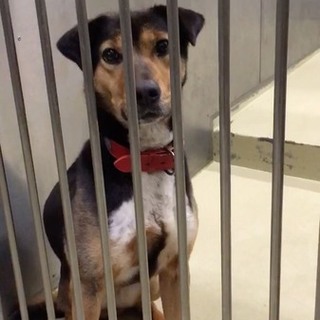 黒茶3～4歳の女の子