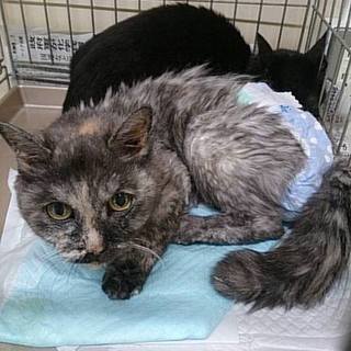 飼主持込２１歳老猫！保健所への問合厳禁！