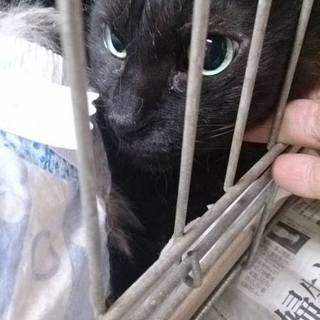 飼主持込９歳黒猫！保健所への問合厳禁！