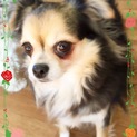 美犬ロングコートチワワ(カヌチャ)