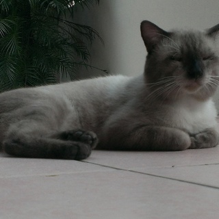 オス　シャムmix 7キロ