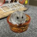 里親募集中です！