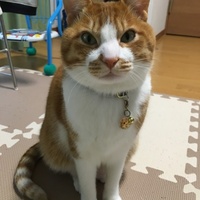 トラ