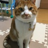 トラ