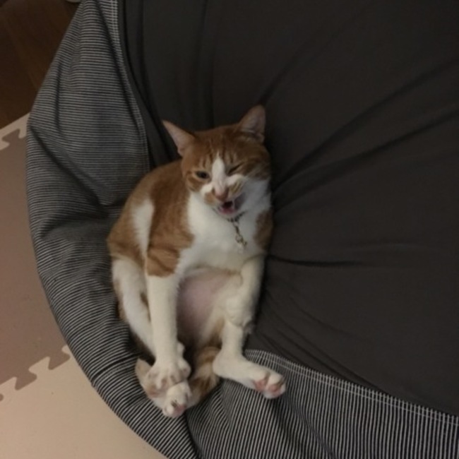 ぱとらっしゅ！のカバー写真