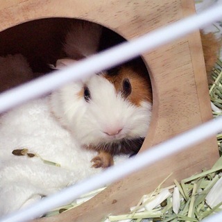 ありがとうございました。