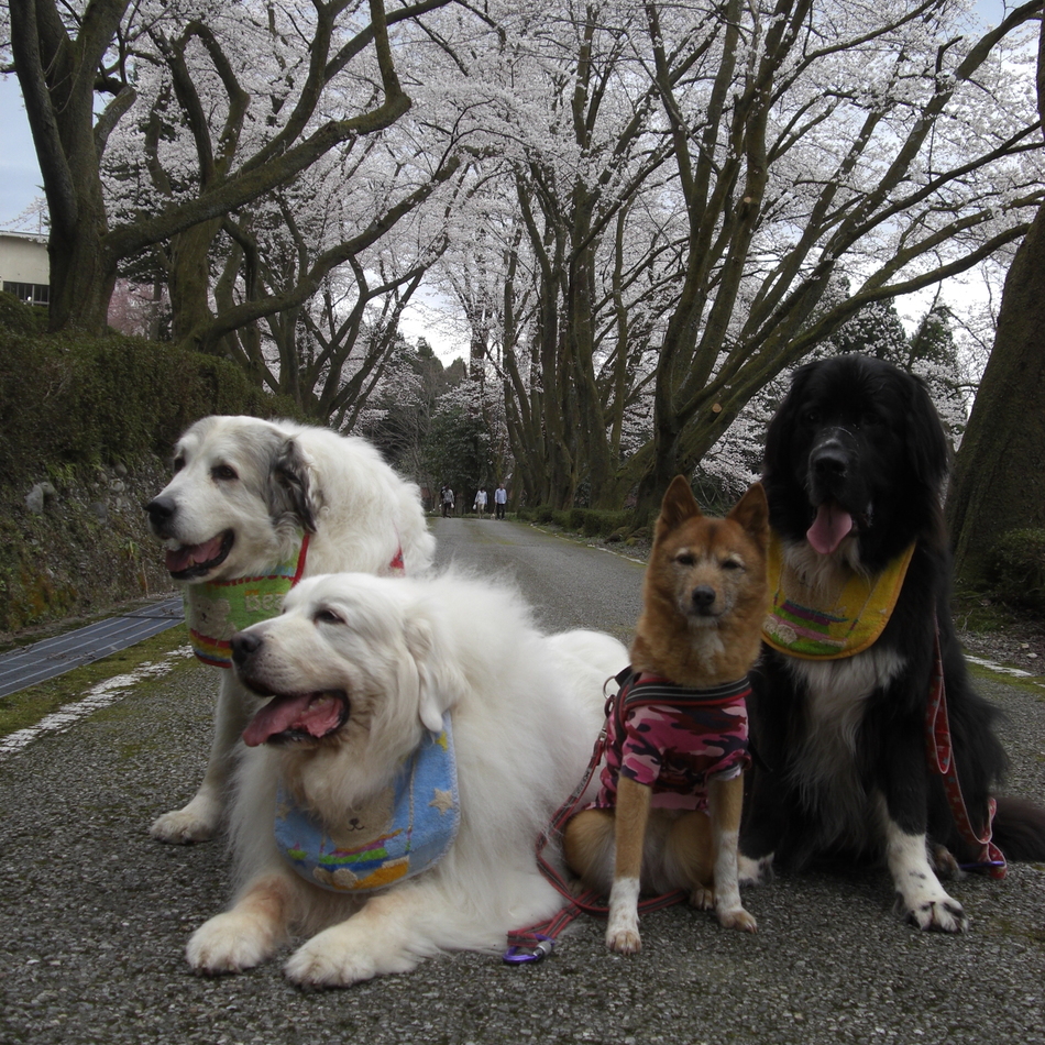 ルチルのカバー写真