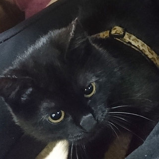 （里親さん決定しました）遊ぶの大好き！黒猫の女の子