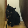 （里親さん決定しました）遊ぶの大好き！黒猫の女の子 サムネイル2