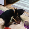 （里親さん決定しました）遊ぶの大好き！黒猫の女の子 サムネイル4