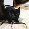 （里親さん決定しました）遊ぶの大好き！黒猫の女の子 サムネイル5