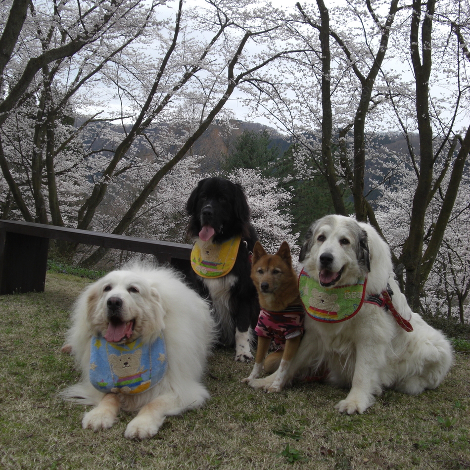 レイのカバー写真