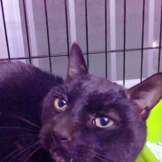 抱っこ好きな黒猫くん♂