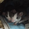 こじろうくんとむさしくん！