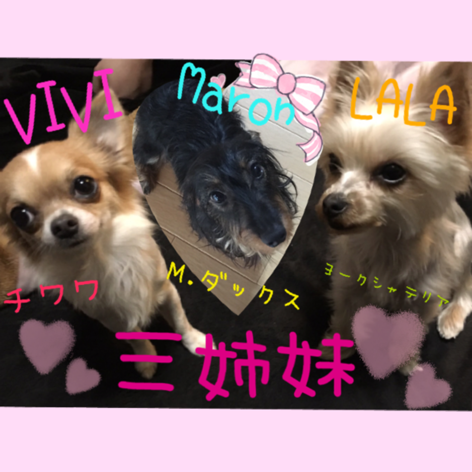 VIVI♡LALA ♀のカバー写真