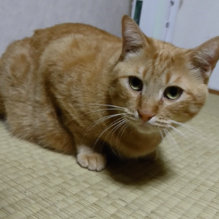 おとぼけ茶トラ猫 (♂)人懐っこいキジ柄(♀) 