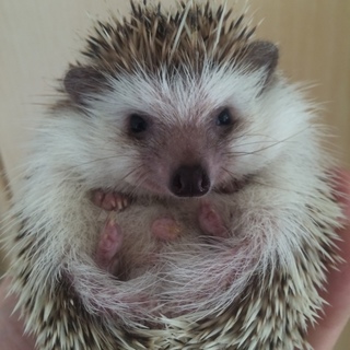（一時中断します）ハリネズミ育ててみませんか
