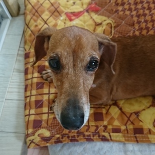 とっても優しいパパとママの子になれました！