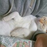 ◎白×ベージュポイントのイケにゃん♂6ヶ月◎ サムネイル2