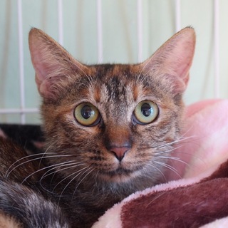 赤系のキジトラの大人猫さん・メロンちゃん