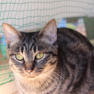 遊び好きで食いしん坊なパインちゃん