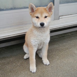 阪南市の犬の里親募集情報まとめ ペットのおうち 月間利用者150万人