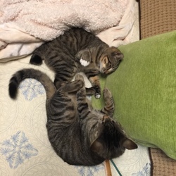 生後5ヵ月の群の順位