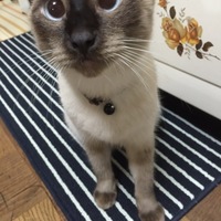 ポムポムぽんた