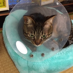 ご無沙汰です&こたつ完治しました！