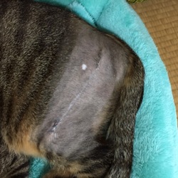 「ご無沙汰です&こたつ完治しました！」サムネイル2