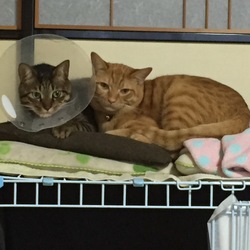 「ご無沙汰です&こたつ完治しました！」サムネイル3