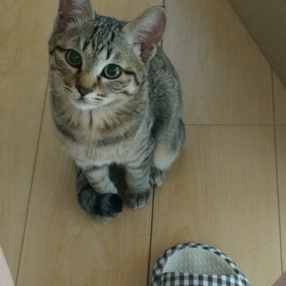 花のカバー写真