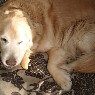 終生家族の一員として可愛がってくださる方