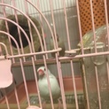 シナモンと白文鳥2才  性別不明