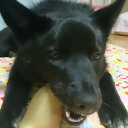 牛のおやつVS豚のおやつ、お気に入りはどれかな？