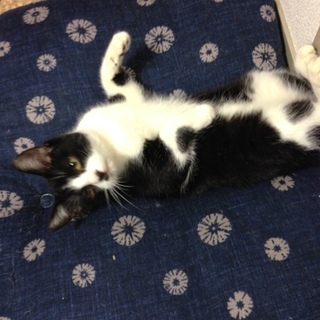 甘えたハチワレ男子