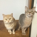 アメリカンショートヘアとアビシニアンの里親様募集