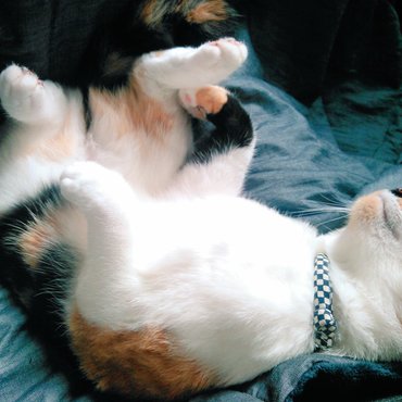 熟睡中。爪切りチャンス！