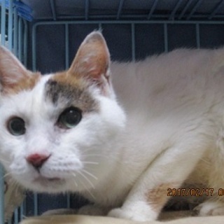 穏やか「蕗（ふき）ちゃん」鳴き声はワイルドにゃのよ