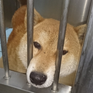 【譲渡決定!】怖がりな柴犬風ワンコ