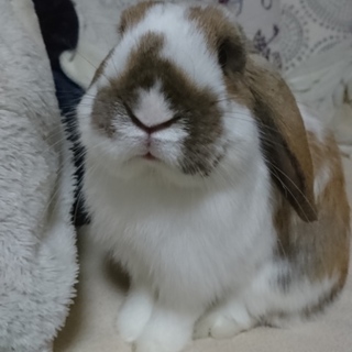 相談中のため一時停止させて頂きます