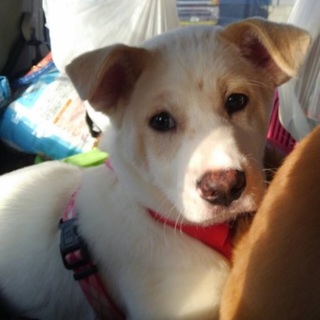 【募集一時停止】ちょっと大きめ可愛いぽっちゃん♬