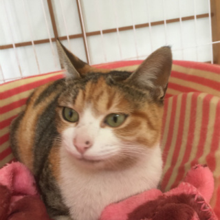 抱っこもできる三毛　はなちゃん