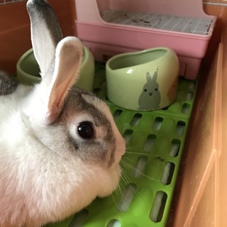 愛情いっぱいに育ててくれる方募集します。