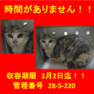 里親決定！！お迎えありがとうございました(^^♪