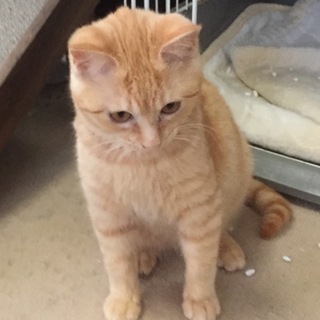 秋真くん…闘病中につき一旦停止です。