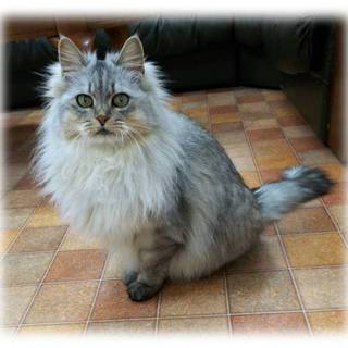 長毛　マリーちゃん