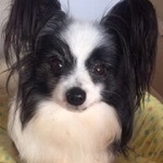 パピヨンのメス リィちゃん里親募集です！