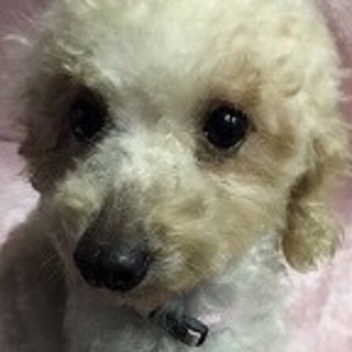 トイプードルのメス ジーヌちゃん里親募集です！